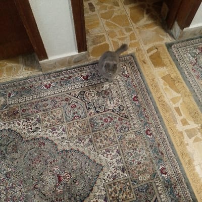 A gray cat stands on a patterned rug between a doorway and another rug with yellow fringe. The floor surrounding the rugs is tiled with irregularly shaped, light-colored stones. The doorway has dark wood trim. The rug under the cat has a complex floral and geometric design in gray, beige, and red. The cat is looking up, its tail slightly raised.