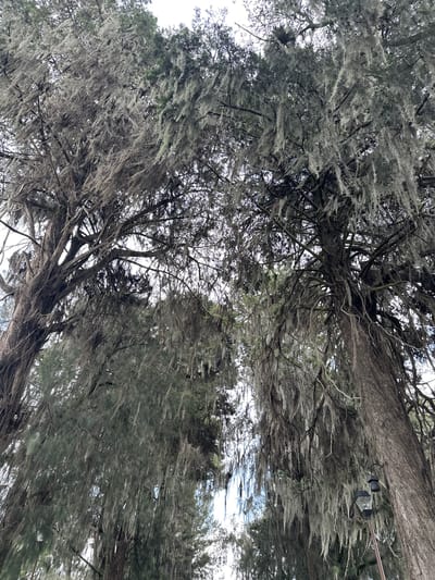 The image shows two large trees covered in Spanish moss, likely in San Andrés Calpan, Mexico. The trees are old and their trunks are thick and textured. The Spanish moss hangs down from the branches, creating a dense, ethereal curtain. The sky is overcast and the light is soft, giving the scene a somewhat somber mood. In the lower right corner of the image, a black lantern on a pole is visible, suggesting that this is a public area, perhaps a park or a street. The overall impression is one of age and natural beauty, with a hint of mystery due to the dense moss.