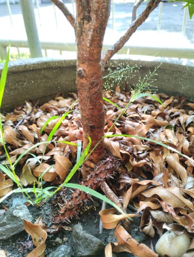 A close-up, low-angle shot focuses on the base of a small tree or shrub trunk, which has a rough, reddish-brown bark. The trunk is positioned slightly off-center to the right. Surrounding the base of the trunk is a layer of dry, brown, fallen leaves, some appearing wet, creating a natural mulch. Several blades of vibrant green grass sprout from the soil amongst the leaves, with small dew drops visible on some. A spiky, reddish-brown, cone-like object, possibly a seed pod or dried flower, is prominent on the ground near the base of the trunk. To the left of the trunk, some grey, wet rocks are visible. In the background, out of focus, a grey concrete planter rim is partially visible, and beyond that, a bright, washed-out background suggests an outdoor setting, possibly a patio or garden area with railings and light-colored structures, characteristic of residential or public spaces in Tanjungsari, Indonesia. The overall scene depicts a plant in its pot, with natural elements of fallen leaves, grass, and rocks.