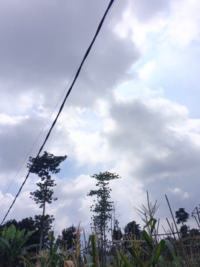 The image displays an outdoor, rural or semi-rural scene in Kutkai, Myanmar, under a partly cloudy sky. The upper two-thirds of the frame consist of a sky filled with grey and white cumulus clouds, interspersed with patches of bright blue. A thick, dark utility cable runs diagonally from the upper left corner towards the lower-middle left, accompanied by a thinner parallel wire. The foreground and middle ground feature dense vegetation, including prominent green corn stalks with tassels visible primarily on the right side. To the far left, large, broad leaves consistent with banana plants are present. Several tall, slender trees with foliage concentrated at their tops pierce the skyline against the clouds. Behind the corn stalks, a rustic fence-like structure composed of vertical wooden or bamboo poles is visible. No individuals, animals, or specific actions are depicted in the scene.