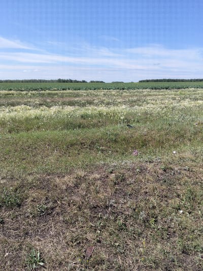 A wide-angle, eye-level, outdoor photograph taken on a clear, sunny day captures a natural landscape. The foreground is dominated by dry, patchy grass and soil, with scattered green shoots. In the middle ground, a field of tall, pale grasses, some with fluffy seed heads, is interspersed with small white and purple wildflowers. A dark-colored bird is visible standing amongst the taller grasses. Beyond this, a dense line of green trees forms the horizon, separating the grassy fields from a vast, bright blue sky with thin, wispy white clouds. The scene appears to be located in a rural area, likely a field on the outskirts of the city of Bulaev, Kazakhstan, given the vegetation and open expanse. There is no visible sign of human activity or infrastructure other than what might be implied by the distant tree line.