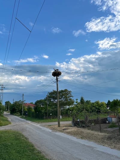 A sideways-oriented medium shot captures a stork's nest atop a utility pole along a rural road in Balgarevo, Bulgaria. The nest, constructed of sticks, houses a stork with white plumage and black wingtips. Power lines emanate from the pole against a backdrop of a partly cloudy blue sky. To the right of the pole is a dirt and gravel road bordered by green vegetation and trees. A house with a red roof is also visible among the foliage. The sky features a mix of blue patches and streaks of white clouds.