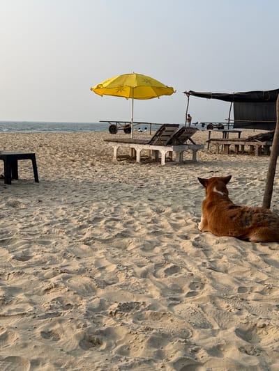 The image depicts a sandy beach scene in Bhagatwadi, India, under a pale sky suggesting late afternoon or early morning light. In the foreground, a reddish-brown short-haired dog with a white neck patch lies on its chest, facing left towards the ocean, with its back to the viewer.
In the midground, from left to right: a partially visible black plastic stool or table is present. Centrally, a bright yellow beach umbrella, decorated with sun patterns, stands open behind two unoccupied wooden beach loungers, all oriented towards the sea. Behind these, a two-wheeled utility cart is visible. Further right, a makeshift structure, possibly a tent or shelter, fashioned from dark fabric stretched over wooden poles, is set up. A lone person stands near one of the structure's poles, facing away from the camera. Another person or small group of figures is discernible near the water's edge in the distant midground.
The background consists of the calm ocean extending to a light horizon, meeting a clear, light-grey sky. The beach sand exhibits visible footprints and textural variations.