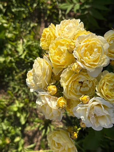 This media file features a close-up, overhead shot of a cluster of pale yellow roses in full bloom, interspersed with several buds. The roses are the primary subject, filling most of the frame. Their petals are layered and soft, with some showing slight browning or pinkish discoloration at the edges, indicating they are mature or possibly past their peak. A few tiny insects are visible on the petals, suggesting an outdoor setting.
The background is a soft-focus mix of darker green foliage and dappled sunlight, creating a natural, garden-like atmosphere. The lighting suggests it is daytime, likely morning or late afternoon due to the warm glow and shadows. The overall mood is serene and natural. There are no people or text visible in the image. The location context provided is Ivatsevichy, Belarus, which aligns with the depiction of a garden or natural outdoor setting with roses.