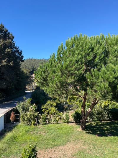The image captures an outdoor daytime scene in Oliveira de Frades, Portugal, under a clear blue sky. A large pine tree with a thick brown trunk and dense green needle clusters dominates the right foreground, casting a distinct shadow across a section of a green lawn. Behind the lawn, a cultivated garden features various green shrubs and smaller trees. To the left, a paved road curves uphill, bordered by a low white retaining wall or structure. A potted plant with reddish-brown foliage is positioned near a short wooden fence segment adjacent to the road. A utility pole with visible wires stands further up the road. In the midground, a portion of a light-colored building with an orange-tiled roof is visible through the foliage. The background consists of a densely forested hillside covered in dark green trees, set against the bright, cloudless blue sky. No individuals or active interactions are present in the scene.