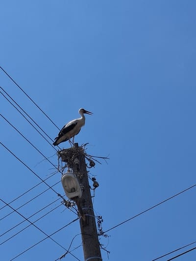 A stork stands in its nest on top of a utility pole under a clear blue sky in Tenevo, Bulgaria. The pole has several wires attached to it, and a light fixture is visible near the base of the nest. The stork is facing to the left with its beak open.