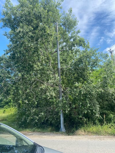 An eye-level, medium shot captures a grey car parked on the side of a paved road in Razdolnoye, Russia. Adjacent to the road, a tall, slender metal pole, possibly a lamppost or utility pole, stands prominently. Behind the pole, a large, mature tree with dense green foliage dominates the scene, its branches reaching outwards. The tree appears somewhat windswept, with leaves rustling and branches displaying a slight sway. In the background, more trees and lush green vegetation create a natural, uncultivated environment. The sky above is a vibrant blue, punctuated by scattered white clouds. The overall impression is one of a rural or suburban setting, possibly on a breezy day, given the movement suggested in the tree.