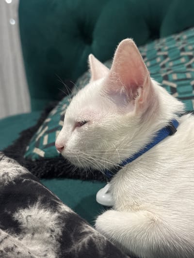The media file is a close-up, high-angle shot of a white cat's head and upper body. The cat appears to be resting, with its eyes closed or partially closed. It is wearing a blue collar. The cat is nestled amongst patterned fabric, which is predominantly teal and white, with some darker grey and black fabric also visible. The lighting suggests it is daytime. The background is out of focus, but appears to be a soft, dark green surface. The overall impression is one of comfort and relaxation. There is no visible text in the image. The location context provided is Bang Rak Yai Subdistrict, Thailand.