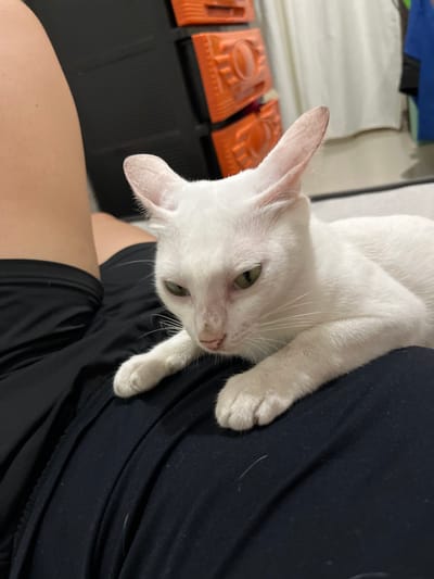 An all-white cat with large, pointed ears and green eyes is resting on a person's lap. The cat's head is turned slightly to the left, and it appears to be looking downwards. The person is wearing black shorts. In the background, there is a black object with orange drawers and a white curtain. The image was taken indoors, possibly in a residential setting in Koronadal City, Philippines.