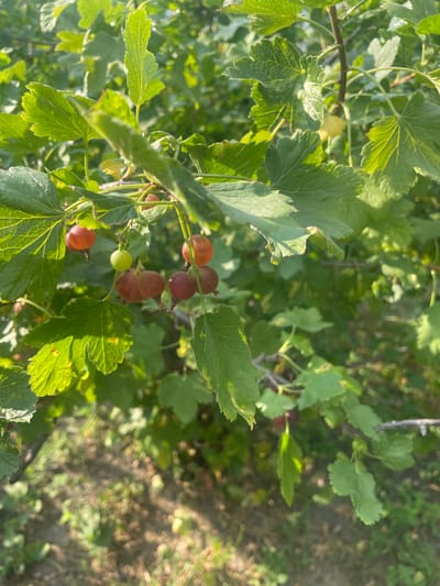 The image shows a close-up of a currant bush with several ripening red and green berries. The berries are small and round, and they are clustered on thin stems. The leaves of the bush are green and serrated. The background is blurred and consists of more foliage and a patch of ground, possibly in a garden or natural setting. The lighting suggests it is daytime with sunlight filtering through the leaves. The location in Kobeliaky, Ukraine, indicates a likely outdoor environment, possibly a rural or suburban area. There are no people or animals visible in the image.