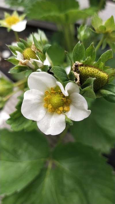 A close-up, eye-level, vertical shot showcases a cluster of strawberry blossoms and developing fruit against a backdrop of lush green leaves. In the foreground, a delicate white strawberry flower with a vibrant yellow center dominates the frame. To its upper right, a small, unripe green strawberry, covered in prickly seeds, is visible. This developing fruit appears to have a small black insect, possibly an ant, perched on its upper surface. Further in the background, another out-of-focus white strawberry blossom with a yellow center adds depth to the scene. The lighting is natural, highlighting the textures and details of the plants. The overall impression is one of natural growth and the early stages of fruit development. The image is undated and shows no people, specific landmarks, or any context that would place it in the city of Leninskoye, Russia.
