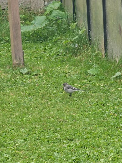 A wagtail bird stands on a grassy area next to a wooden fence in an outdoor environment. The bird is facing left, with its body positioned horizontally across the frame. Its plumage is predominantly gray and white with some darker markings on its wings. The background consists of lush green grass, some large leafy plants, and several vertical wooden posts that form part of a fence. The overall scene appears to be a natural setting, possibly a park or a backyard. The image does not provide any specific information about the location within Mäntsälä, Finland, or any human presence.