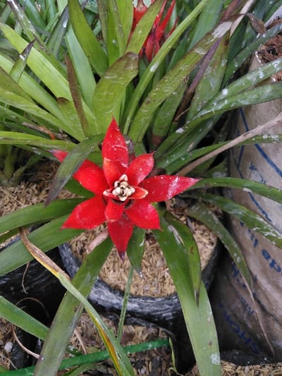 The image depicts a close-up, top-down view of a flowering bromeliad plant located in El Rincón de Monagas, Venezuela. The central subject is a bromeliad with a vibrant red inflorescence composed of approximately six prominent, star-shaped bracts. At the core of the inflorescence, a cluster of small, cream-colored florets is visible. The plant features numerous green, strap-like leaves radiating outwards; some leaves exhibit minor discoloration, possible white residue, or dried tips. The plant is contained within a dark, possibly plastic, grow bag filled with a light brown, granular growing medium, resembling wood chips or rice hulls. In the background, additional green foliage and other dark-colored plant containers are partially visible. To the right, a lighter-colored, repurposed sack with faint blue text is discernible. The ground surface beneath the plants consists of dark soil and scattered organic matter. No people are present, and no actions or interactions are depicted.