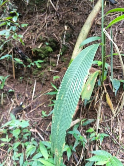 A close-up captures a large green leaf with parallel veins. It has a slightly serrated edge and some minor damage along the left side. It appears to be growing in a forest environment, with soil, fallen leaves, and other green plants visible in the background. A thin stalk supports the leaf, and a small log is also partially visible.