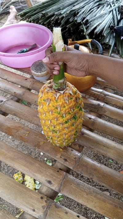 In Meunasahdayah, Indonesia, a person's hand, with dark skin, is holding the green stalk of a pineapple. The pineapple itself is a vibrant yellow with green accents and a spiky texture, positioned on a surface made of light brown, weathered bamboo slats. To the left of the pineapple, a bright pink plastic bowl is visible, containing a knife with a green handle and a blue sheath. Behind the bowl, a small, round object with a textured surface sits on a white base. In the background, a large pile of long, thin green leaves is stacked, and a golden kettle with a black handle can be seen. The ground beneath the bamboo surface appears to be covered in small stones and dirt, with some scattered green debris, suggesting an outdoor setting.