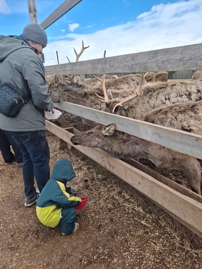 The image captures an outdoor scene at a deer enclosure, likely a farm or nature park, in Ludorvai, Russia. The sky is partially cloudy blue, indicating daytime.
An adult, wearing a grey beanie, a green jacket, and dark pants, is standing and holding a white plastic container, actively feeding the deer. A deer with brown fur and antlers is visible with its head extended towards the container. The adult also wears a black shoulder bag with a distinct checkered pattern.
A child, dressed in a dark green and bright yellow winter jacket, is sitting on the dirt ground next to the adult. A red bucket or container is positioned near the child. The ground is covered with dirt, dried grass, and scattered grains of feed, suggesting a feeding area.
Behind the people and the wooden feeder, numerous deer with thick brown-grey fur and prominent antlers are gathered. They are visible through and above a rustic wooden fence structure, suggesting they are within an enclosure. Another wire fence is faintly discernible in the background. The scene depicts a peaceful and engaging animal feeding activity, with both the adult and child interacting with the deer. The attire of the people suggests cool weather.