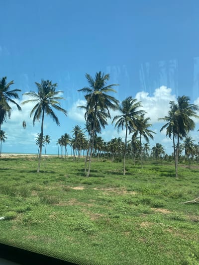 The image depicts a landscape of palm trees extending into the distance along the coast of Avlékété, Benin. The sky is blue with scattered white clouds. The area between the trees and the beach is covered in green vegetation. The photograph appears to be taken from within a vehicle, as part of a window is visible.