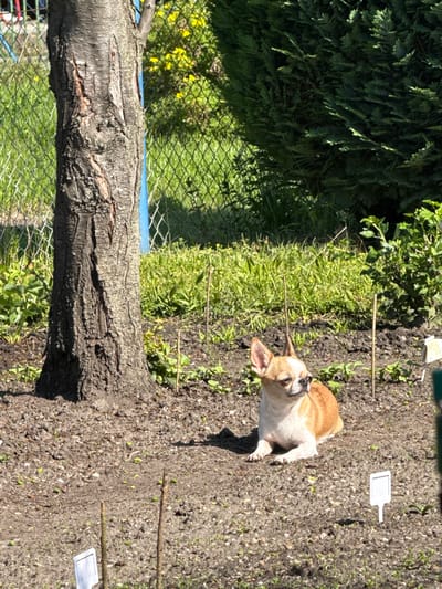 The image shows a small dog lying on the ground in a garden, possibly in Lauchhammer, Germany. The dog is tan and white. The garden appears to have plants, wooden sticks, and small white markers. A tree trunk is present on the left side of the image, along with a wire fence and various plants and greenery. The ground consists of soil and small stones.