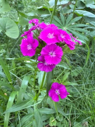A cluster of vibrant magenta dianthus flowers blooms amidst lush green foliage and tall grasses. The flowers, with their delicate, fringed petals and intricate centers, are the clear subjects of this image. Some of the flowers are fully open, revealing their radial symmetry, while others are still in bud, promising more color. The background is a soft blur of green, suggesting a natural outdoor setting, likely a garden or meadow. The lighting appears to be natural daylight, possibly overcast given the diffused illumination, which accentuates the rich color of the flowers. There are no people or text visible in the image. The scene evokes a sense of natural beauty and tranquility. The location context places this scene in Kuzmolovskiy, Russia.