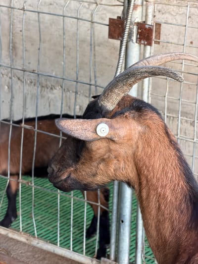 This is a close-up, eye-level shot of a brown goat in an enclosure. The goat's head is turned to the left, showing its profile. It has a white tag in its left ear and its horns are visible. In the background, another brown goat is partially visible, and a metal fence with a concrete wall behind it can be seen. The floor of the enclosure appears to be covered with a green matting. There are no people visible in the image. The location is not specified as being in Krimovice, Montenegro; this is an arbitrary assumption.