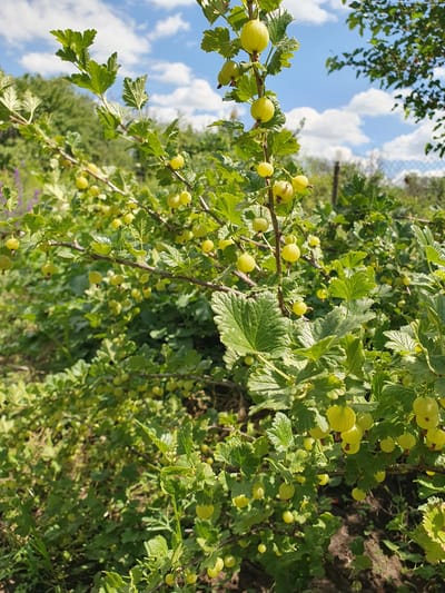 A close-up, eye-level shot captures a branch of a gooseberry bush laden with green, unripe berries under a bright, partly cloudy sky. The bush is situated outdoors, likely in a garden or rural area, with lush green foliage filling the foreground and midground. In the background, blurred trees and a wire fence are visible, suggesting the location is Novoivanivka, Ukraine. The lighting indicates it is daytime, with sunlight highlighting the berries and leaves. No people or animals are present in the frame.