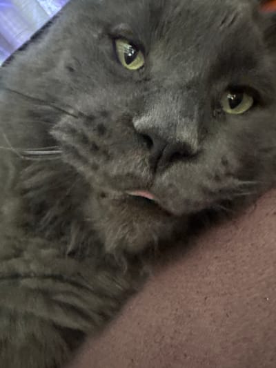 A close-up, eye-level shot shows the face of a grey cat. The cat is lying down, with its head resting on a textured, pinkish-brown surface, likely fabric. The cat's mouth is slightly open, revealing a small pink tongue. Its eyes are partially closed, giving it a sleepy or content expression. The background is blurred and appears to be a white, possibly textured surface, with some light blue and purple hues. There is no discernible urban environment or specific location in Gölbaşı, Turkey, visible in this image.