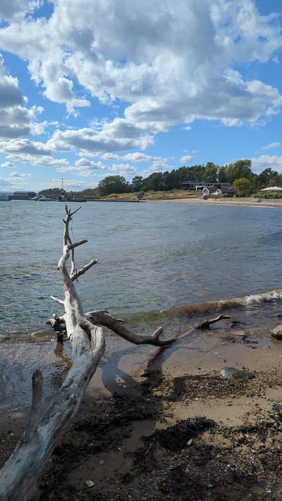 The image depicts a sunny day at the coastline in Larkollen, Norway. In the foreground, a large, weathered piece of driftwood lies partially submerged in the clear, rippling water and rests on the sandy, seaweed-strewn shore. The water stretches out towards the horizon, where a line of trees and buildings forms the backdrop. A few sailboats are visible in the distance, anchored near a pier. The sky is a vibrant blue, dotted with fluffy white clouds. The overall impression is one of a serene and picturesque natural landscape.