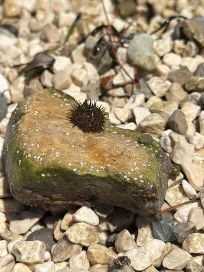 A close-up, eye-level, outdoor shot shows a small, dark, spiky sea urchin resting on a wet, algae-covered rock. The rock is surrounded by a multitude of small, light-colored pebbles. The scene appears to be on a shoreline. The lighting suggests it is daytime and sunny, with reflections visible on the wet surfaces. The setting is consistent with the coastal environment of Banići, Croatia. There are no people or discernible actions taking place in the image. The focus is on the small sea creature and its immediate environment.
