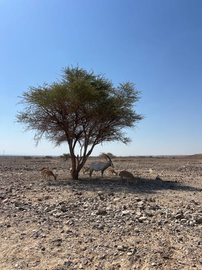 The image depicts a desert landscape within the Arava Tichona Regional Council, Israel, under a clear blue sky. A solitary, medium-sized acacia tree with green foliage provides shade in the center of the frame. Beneath and around the tree, a group of antelopes are present. One large white Arabian Oryx, distinguished by its long, curved horns and dark facial markings, stands on the right side of the tree trunk, partially in shadow. Surrounding the oryx and tree are approximately five smaller, light brown antelopes, likely dorcas gazelles, with shorter horns. Several of these smaller antelopes are seen grazing on the rocky, arid ground, some within the tree's shadow and others just outside it. The ground is covered with varying sizes of light brown and gray rocks and sparse dirt. In the background, a faint fence line is visible, stretching across the flat, rocky terrain, leading towards distant arid hills under a bright sun.