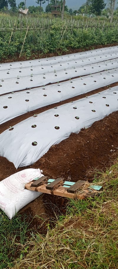 The image depicts a field with rows of newly planted seedlings covered by white plastic mulch. The field is situated on a hillside with lush green vegetation and trees in the background. A small wooden structure, possibly a shelter or observation deck, is visible on the hillside. In the foreground, there is a large white sack, likely containing fertilizer, placed next to a wooden structure made of planks and green supports. The overall scene suggests agricultural activity in a rural or semi-rural area. The location in Weddagala, Sri Lanka, indicates a tropical climate with fertile land suitable for farming.