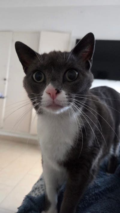 A close-up, eye-level vertical shot shows a dark gray and white cat with large, dark eyes and a pink nose. The cat's head is centered in the frame, with its ears perked up and facing forward. Long, white whiskers fan out from its muzzle. The cat's chest and front paws are white, contrasting with its dark gray fur. The background is softly blurred, with hints of a white wall or cabinets on the left and a dark screen on the right. The cat appears to be resting on a dark blue, fuzzy blanket. The setting is likely an indoor domestic environment, possibly a living room or bedroom, within a residence in Guía de Isora, Spain.