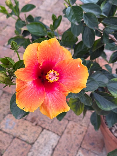 The image shows an orange and red hibiscus flower in full bloom. The flower is surrounded by green leaves, some of which have light-colored variegation. In the background, there is a brick surface, likely a patio or walkway. The setting appears to be outdoors, possibly in a garden or cultivated area. The location is in Theewaterskloof Nu, South Africa, but the image does not give evidence to confirm this.