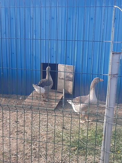 The image shows two geese in an outdoor enclosure. The enclosure has a blue corrugated metal wall on the left and a wire fence in the foreground and on the right. The ground within the enclosure is covered with dry grass and dirt.
In the upper right of the image, a goose is standing with its head tilted back and its beak open. Its body is mostly white and gray, with darker gray markings on its wings and back. It appears to be looking upwards.
In the lower half of the image, another goose is visible, mostly its back and tail feathers. This goose is facing away from the viewer, and it is also predominantly white and gray. It is positioned lower down and appears to be either sitting or standing near a wooden structure.
The lighting suggests it is daytime, likely sunny given the shadows. The scene appears to be a farm or rural setting. There is no visible text in the image.