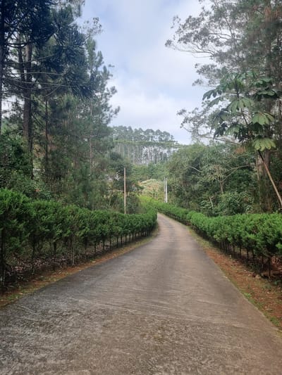 The image depicts a paved road winding through a densely forested area with manicured hedges lining its sides. Tall trees, including some that appear to be conifers and others with broad leaves, create a natural canopy. The sky is overcast with scattered clouds. The road itself is damp, suggesting recent rain or morning dew. In the distance, the road ascends a gentle slope, and a line of very tall, slender trees can be seen on the horizon, possibly indicating a plantation or a distinct ecological zone. The overall scene conveys a sense of serene natural beauty and meticulous landscaping. Without further context, it's impossible to pinpoint the exact location within Mogi das Cruzes, Brazil.