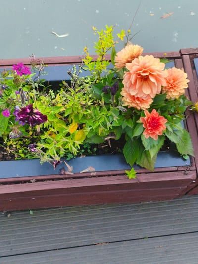 The image shows a close-up view of a planter box filled with various flowers and greenery. The planter is made of dark wood with a dark blue interior liner. The flowers are predominantly orange and pink, with some deep purple and green foliage. Specifically, there are several large, ruffled orange dahlia-like flowers, smaller pink flowers, and a dark purple petunia with white markings. The planter appears to be situated outdoors, possibly on a wooden deck, as suggested by the textured wooden planks visible in the foreground. The background shows a calm, light blue surface that could be water. There are a few small, dried leaves scattered on the wooden deck. No people are present in the image. The image appears to be taken from a slightly elevated angle looking down into the planter. The specific location of Verkhnii Lars, Russia is not discernible from the visual content of the image.