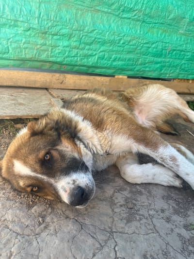 A dog is lying on the ground in Matchino, Russia. The dog is light brown and white with dark markings around its eyes and nose. It is lying on its side with its head resting on the ground. Behind the dog, there is a green tarp stretched over some wooden planks. The ground is made of cracked dirt. The scene appears to be outdoors.