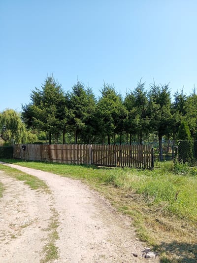 The image depicts a rural scene in Leoncin, Poland, on a clear day. A dirt road curves from the lower left corner into the mid-ground, bordered by dry grass on the right and sparse vegetation on the left. A wooden fence with vertical planks runs horizontally across the mid-ground, separating the road from a line of evergreen trees. A mailbox is attached to the fence on the left. Behind the fence, a dense row of coniferous trees stands tall against a clear blue sky. To the far left, a weeping willow tree is visible. The overall impression is one of a quiet, natural setting.
