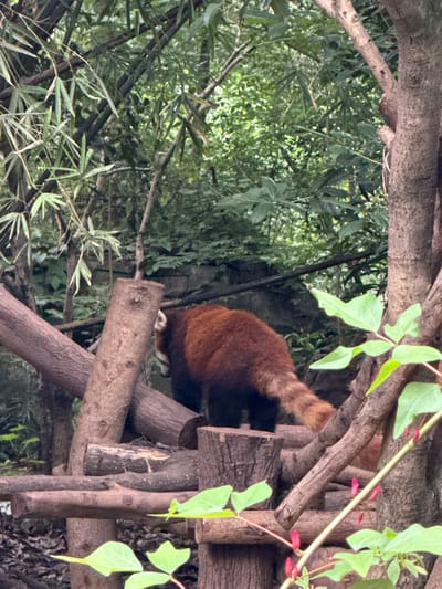 A red panda is captured in an arboreal setting, likely within a zoo enclosure. The animal's reddish-brown fur is prominent on its back and tail, which appears to have faint rings or stripes. Its black hind legs and white paws are visible as it grips a sturdy wooden log. The red panda is positioned amidst a network of natural tree branches and what appears to be a constructed wooden platform or climbing structure.
The surrounding environment is rich with dense green foliage, featuring various types of leaves, including what looks like bamboo in the background. Several thick, rough-barked branches crisscross the frame, providing climbing opportunities. A delicate vine with small, elongated pinkish-red flower buds or berries is visible in the upper right portion of the image.
The scene is brightly lit by natural daylight, suggesting it is daytime. The lighting creates a slightly dappled effect as it filters through the leaves. There are no human subjects visible, and no text is present in the image. The setting evokes a natural habitat, consistent with the typical environment for a red panda, providing ample climbing structures and plant life. The overall mood is peaceful and naturalistic.