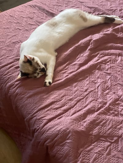 A Siamese cat is sleeping on a pink quilted blanket in what appears to be a bedroom. The cat is predominantly white with tan points on its ears, face, and tail. Its eyes are closed, and its body is stretched out. The blanket has a textured pattern of small squares and diamond shapes. The image was taken from a high-angle perspective. The location is not specified in the image or provided information.