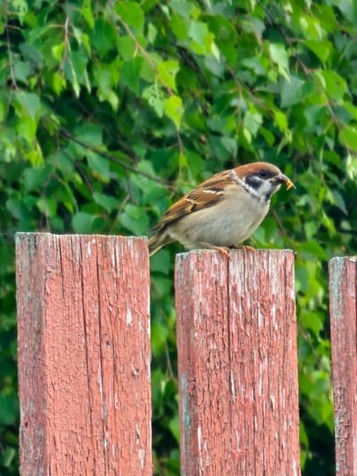 A sparrow with a caterpillar in its beak sits on a weathered, red-painted wooden fence post. The background is a blur of green foliage, suggesting a natural outdoor setting. The image captures a moment of the bird's activity, likely in the city of Chukholovo, Russia, given the provided context. The fence posts are old and show signs of peeling paint.