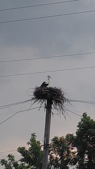 This media file captures a stork nesting on top of a utility pole in Borodianka, Ukraine. The scene is set against a pale, overcast sky, suggesting a cloudy day. The nest itself is a large, messy construction of twigs and branches, perched precariously on the pole. A single stork stands within the nest, its white body and black wings clearly visible, with a long, thin beak.
To the right of the pole, the dense foliage of a tree is visible, its leaves a vibrant green against the muted sky. Power lines crisscross the frame, indicating an urban or semi-urban environment. The image is somewhat blurry, possibly due to movement or low light conditions, but the overall subject matter is clear. The presence of the stork and its nest in such a location might be seen as a symbol of resilience, particularly given the known recent history of Borodianka. No text is visible in the image.