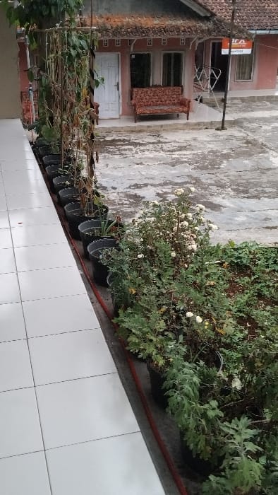 The image shows a white tiled walkway in front of a house in Panjalu, Indonesia. The house is pink with a brown roof. The walkway is lined with a row of potted plants, some of which are dried out. The plants are in black pots and are arranged in a line on the edge of the walkway. To the right of the walkway is a patch of green grass with a few flower plants, also in black pots. The walkway is surrounded by concrete. There is a hose running along the edge of the walkway and into the grassy area. The house has two windows with glass panes and a wooden door. There is a brown wooden bench in front of the house. The sky is not visible.