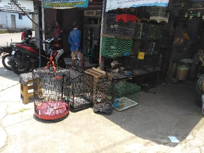 This image depicts an outdoor street scene in Ban Lao Ta, Laos, featuring the entrance of a pet supply shop.
In the foreground, on a cracked concrete pavement, a large, circular, black metal bird cage with a red plastic base and a decorative red finial sits prominently, containing several small, light-colored birds. To its right are a rectangular black metal bird cage and a smaller, light brown wooden cage. A small, light brown plastic stool with a dark patterned cushion is positioned to the left of the circular cage. A small white piece of paper lies on the ground in the lower right.
In the midground, two motorcycles are parked on the left; one is red and black, the other is dark-colored. Three males are visible near the shop entrance. One male in a red shirt is partially obscured by the motorcycles. Another male, wearing a blue collared shirt and light-colored shorts, stands with his back to the camera, looking into the shop. A third male in dark clothing is partially visible behind him.
The shop's dark entrance area is topped by a blue banner with white text, partially legible as "JAYA PELIHARA". To the upper left of the entrance, a white sign with black text, "RANI PHOTOGRAPHY", is visible. The shop interior and exterior display are densely packed with various stacked and hanging bird cages, including green mesh cages and red rectangular cages, along with a yellow bucket, nets, and coiled wires. The scene is brightly lit by strong daylight, casting pronounced shadows.