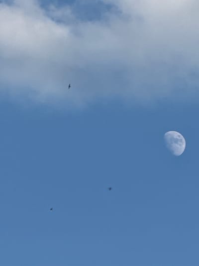 The image depicts a clear blue sky with scattered white clouds. In the upper left portion of the sky, a bird is in flight. To the right and slightly lower than the bird, a crescent moon is visible. Further down in the sky, closer to the bottom center, there are two small, dark specks which appear to be insects. The scene is an outdoor environment, likely taken from the city of Taganrog City District, Russia.