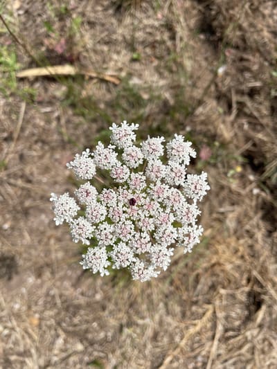 A top-down, close-up shot captures a Queen Anne's Lace flower, a common wild carrot, set against a blurred background of dry grass and sparse green vegetation. The flower is a cluster of small, white, five-petaled florets arranged in an umbel. At the center of the main umbel, a single, dark red floret is visible. The flower is in focus, while the surrounding environment is out of focus, creating a bokeh effect. No people or discernible structures are present in the image. The scene suggests an outdoor, natural setting, likely a field or meadow in a rural area. Without further context, the specific location within Águeda, Portugal cannot be definitively identified.