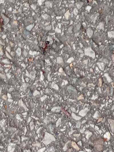 The image shows a close-up view of an ant on a gravelly surface. The ant is dark red and black with visible antennae and legs. The surface is composed of small, irregularly shaped stones and pebbles in shades of grey, white, and beige, embedded in a darker grey matrix. There are no discernible buildings, structures, or people visible. The lighting suggests an outdoor environment, possibly a path or road. The scene is devoid of any clear geographical markers to pinpoint a specific location within Brannenburg, Germany.