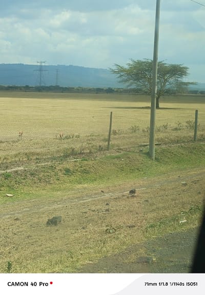 This image depicts a rural or semi-rural landscape in Kitengela ward, Kenya, under a partly cloudy sky. The foreground features a dirt path with scattered rocks and dry grass, where two small, dark birds are visible on the ground in the lower right. A utility pole stands centrally on the right, with two wooden fence posts to its left and right, supporting a wire fence that traverses the midground. Beyond the fence, a field of primarily dry, light brown grass contains two slender, light brown four-legged animals, possibly antelopes, standing or grazing. A prominent green-leafed, flat-topped tree (likely an acacia) is situated behind the utility pole in the middle-right. In the far background, a hazy range of hills or mountains extends across the horizon, topped by two distinct high-voltage power line towers and visible power lines on the left side of the frame. The overall scene suggests an open, expansive environment with infrastructure present.