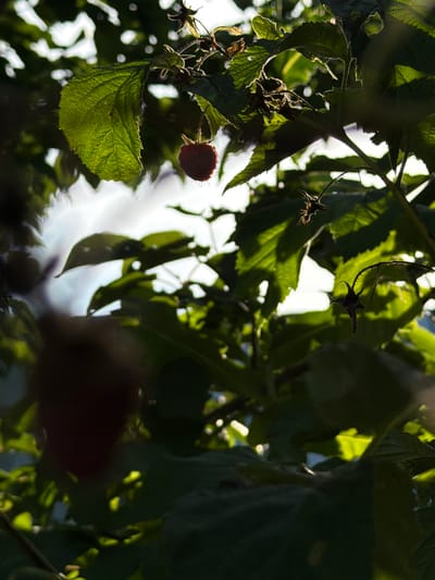 The image shows a close-up view of a raspberry bush with several leaves and a single ripe raspberry visible. The leaves are a vibrant green, some backlit by sunlight. The raspberry is dark red and appears plump, hanging from a thin stem. The background is blurred, suggesting an outdoor setting with dappled light filtering through the foliage. There are no people or buildings visible. The scene is likely a garden or natural area.