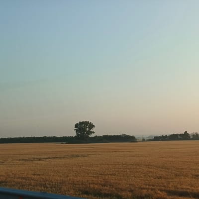 The image depicts a vast, golden field of ripe crops, likely wheat or barley, stretching towards a distant, dark green tree line. A solitary, large tree stands prominently in the middle ground, silhouetted against the pale sky. The sky transitions from a soft blue at the top to a hazy, warm yellow near the horizon, suggesting either dawn or dusk. The foreground is occupied by a blurred railing or barrier, indicating the photo was taken from a moving vehicle. The background shows a subtle layer of mist or haze obscuring the furthest landscape elements and a few faint structures or poles. The scene evokes a sense of rural tranquility and the harvest season. There are no people or animals visible in the image.