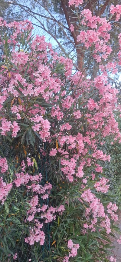 The image depicts a dense cluster of pink oleander flowers in full bloom. The flowers are arranged in large, showy clusters and vary slightly in shade from a pale pink to a deeper rose. They are interspersed with the plant's characteristic long, narrow, dark green leaves. The overall impression is one of lush, vibrant growth.

The scene appears to be outdoors, with branches of a pine tree visible in the upper left quadrant, suggesting a natural or garden setting. The sky is a pale blue, indicating it is daytime, likely under fair weather conditions. In the lower right portion of the image, a green wire mesh fence is visible, partially obscured by the foliage.

No people are present in the image, nor are there any identifiable man-made objects beyond the fence. The focus is entirely on the natural beauty of the flowering plant. The light suggests it might be late afternoon or early morning, given the soft illumination and the sky color, but it's difficult to be precise. The setting appears to be a warm climate, consistent with where oleander thrives.

There is no visible text in the image. The overall mood conveyed is one of natural abundance and springtime or early summer beauty. The abundance of flowers and the green foliage create a sense of vitality and peace.
